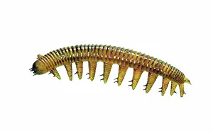 Reconstructions: Burgess Shale onychophoran