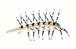Reconstructions: Burgess Shale onychophoran