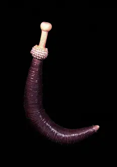 Reconstruction: Burgess Shale priapulid worm