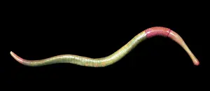 Reconstruction: Burgess Shale priapulid worm