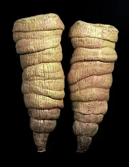 Sponges: Burgess Shale sponge