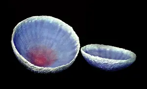 Sponges: Burgess Shale sponge