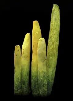Sponges: Burgess Shale sponge