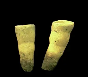 Sponges: Burgess Shale sponge