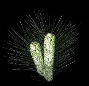 Reconstruction: Burgess Shale sponge