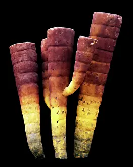 Reconstruction: Burgess Shale sponge