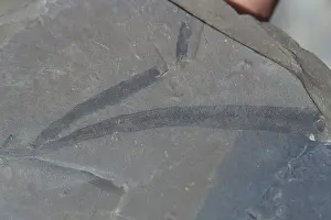 Porifera: Burgess Shale Sponge