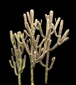 Reconstruction: Burgess Shale sponge