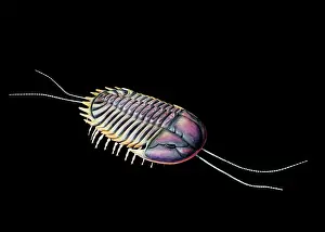 Reconstructions: Burgess Shale trilobite