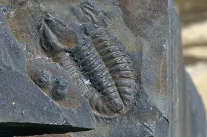 Shale: Burgess Shale Trilobite