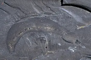 Shale: Burgess Shale Worm