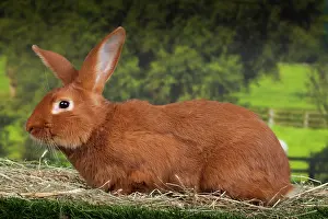 Burgundy: Burgundy Fawn Rabbit