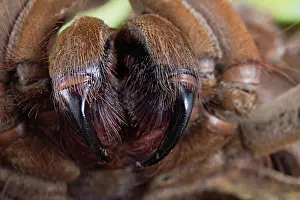 Goliath: Burgundy goliath bird eater (Theraphosa stirmi)