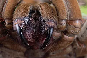 Goliath: Burgundy goliath bird eater (Theraphosa stirmi)