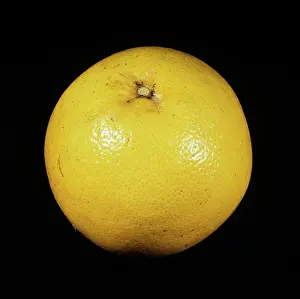 Burgundy: Whole Burgundy Grapefruit