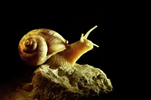 Helix: Burgundy Snail