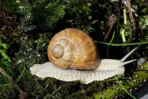 Pomatia: Burgundy Snail - edible snail