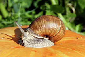 Pomatia: Burgundy Snail - edible snail