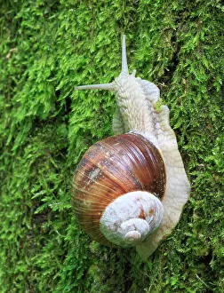 Helix: Burgundy snail (Helix pomatia), escargot, Switzerland