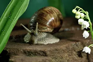 Crawl: Burgundy snail (Helix pomatia), blooming lily of