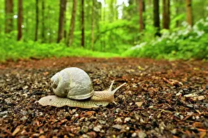 Crawl: Burgundy snail ( Helix pomatia) crawls along a forest
