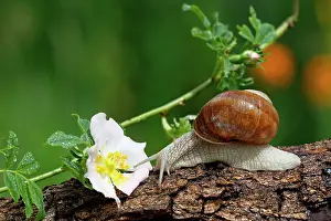Crawl: Burgundy snail (Helix pomatia), crawls over a tree