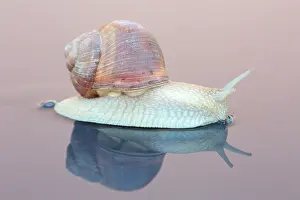 Crawl: Burgundy snail (Helix pomatia) growing on a smooth