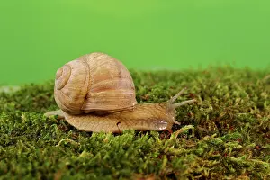 Helix: Burgundy snail (Helix pomatia) on moss, North Rhine-Westphal