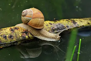 Helix: Burgundy Snail Roman Snail Edible Snail Escargot