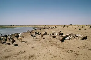 Burkina: BURKINA FASO - Sahel cattle herd