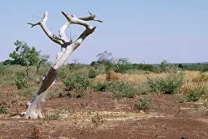 Encroachment: Burkina Faso - sahel tree, killed by continual