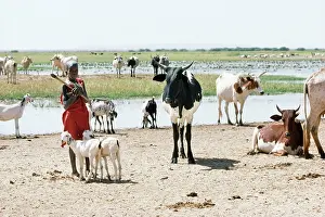 Burkina: Burkina Faso West Africa - sahel boy & cattle