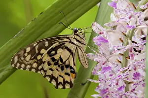 Micro: Burma, Tachileik, Lime buterfly (Papilio