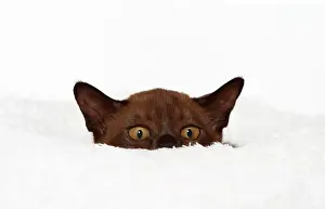 Snug: Burmese cat, 10 weeks old, on a white cuddly cushion