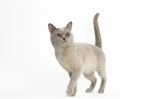 Burmeses: Burmese Cat