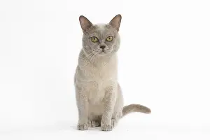 Burmeses: Burmese Cat