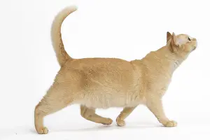 Burmeses: Burmese Cat