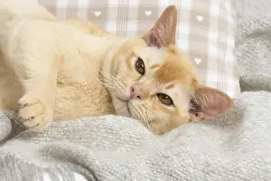 Burmeses: Burmese Cat
