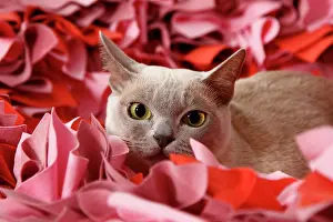 Burma: Burmese cat