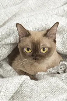 Burmeses: Burmese Cat under a blanket