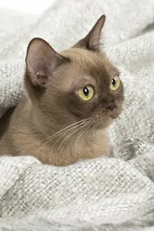 Burmeses: Burmese Cat under a blanket