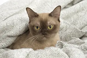 Burmeses: Burmese Cat under a blanket