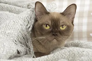 Grumpy: Burmese Cat under a blanket