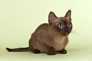 Tomcat: Burmese, cat breed, kitten, tomcat, 13 weeks, brown