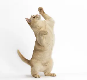 Yoga: Burmese Cat on hind legs