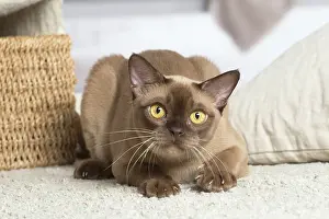 100220: Burmese cat indoors