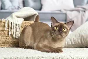 100220: Burmese cat indoors