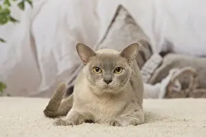 Burmeses: Burmese cat indoors