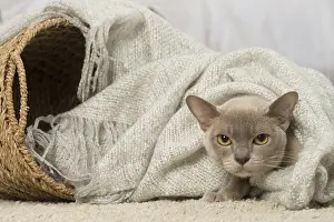Burmeses: Burmese cat indoors