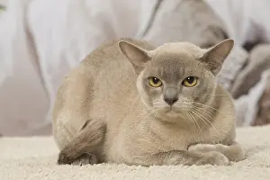 Burmeses: Burmese cat indoors